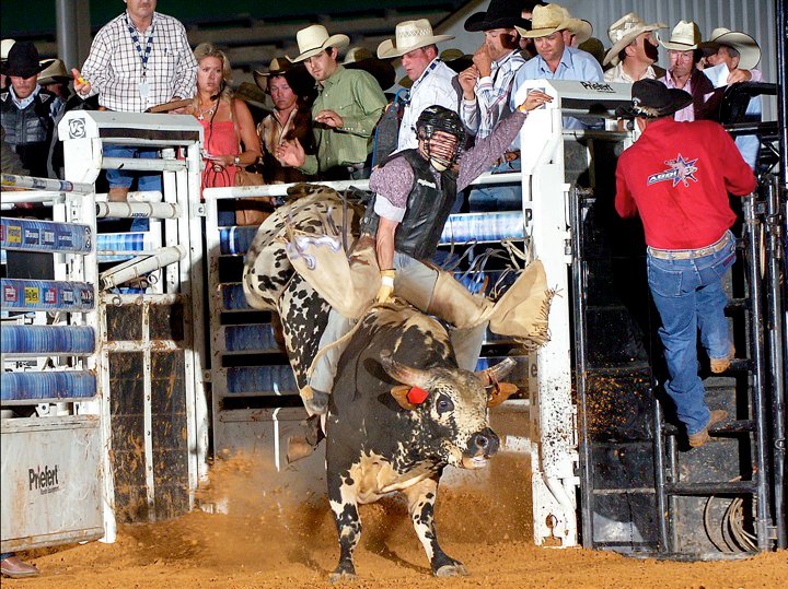 Monty The Bull