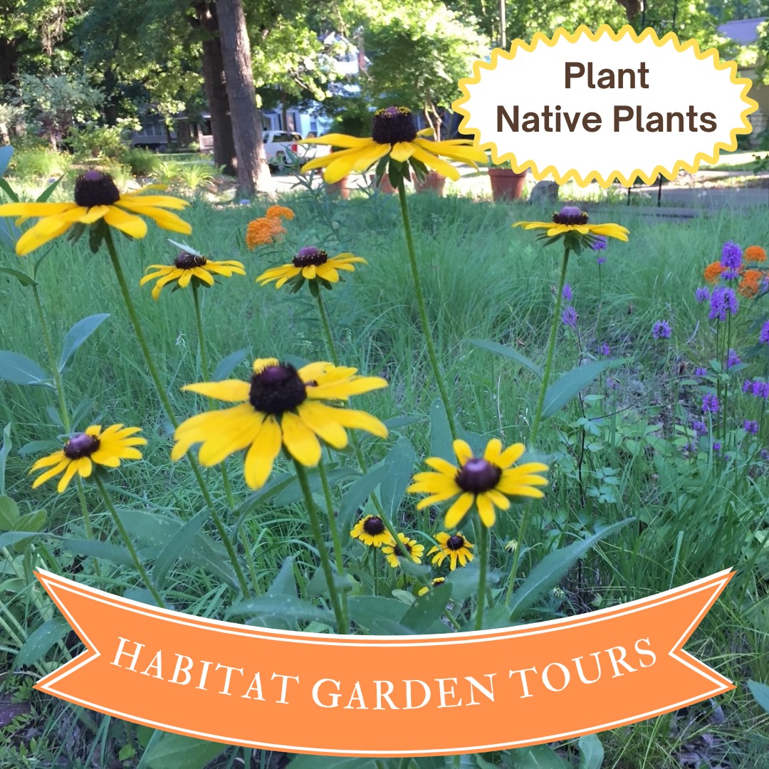 Deep Roots KC - 🌸 🐝 Native plants are so much more than...