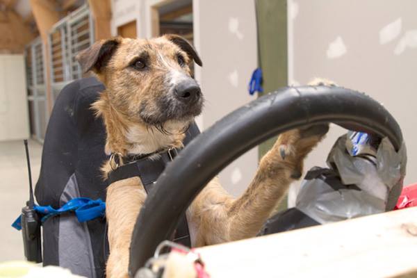 Helping Paws Rescue