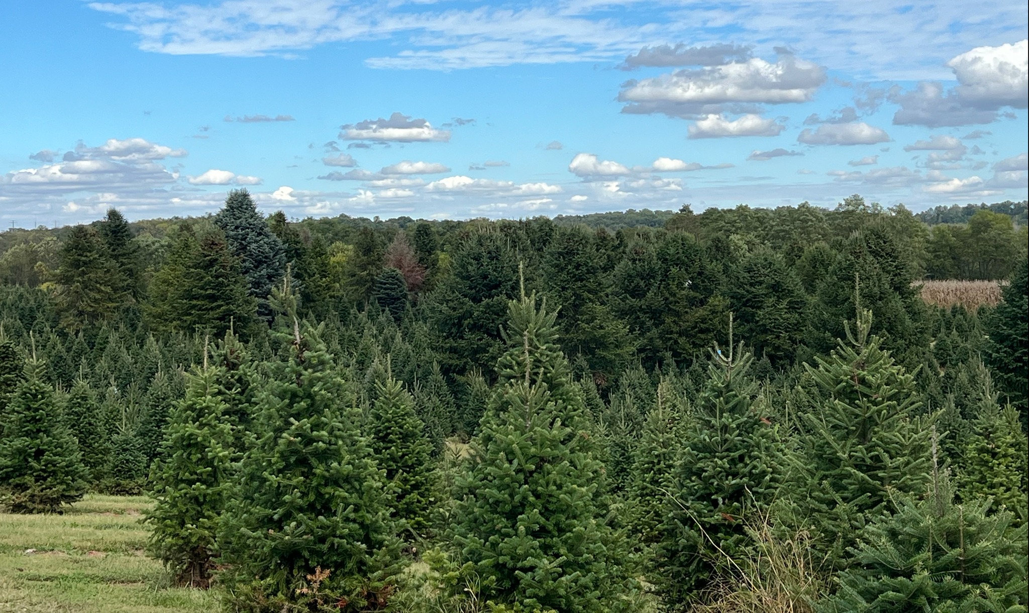 Spring Valley Tree Farm Ohio | Spring Valley OH