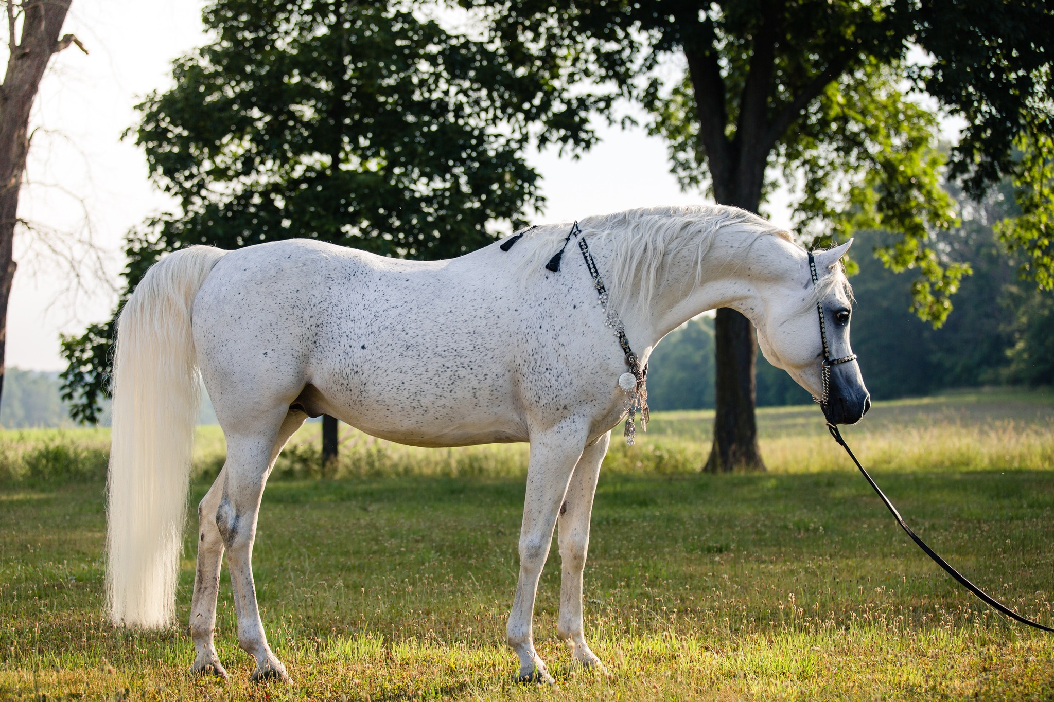 Equine Reproduction... - Equine Reproduction Concepts, LLC