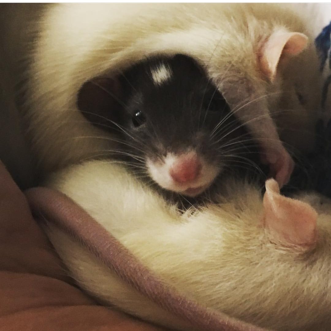 Chasing Tails Rattery of Las Vegas | Las Vegas NV