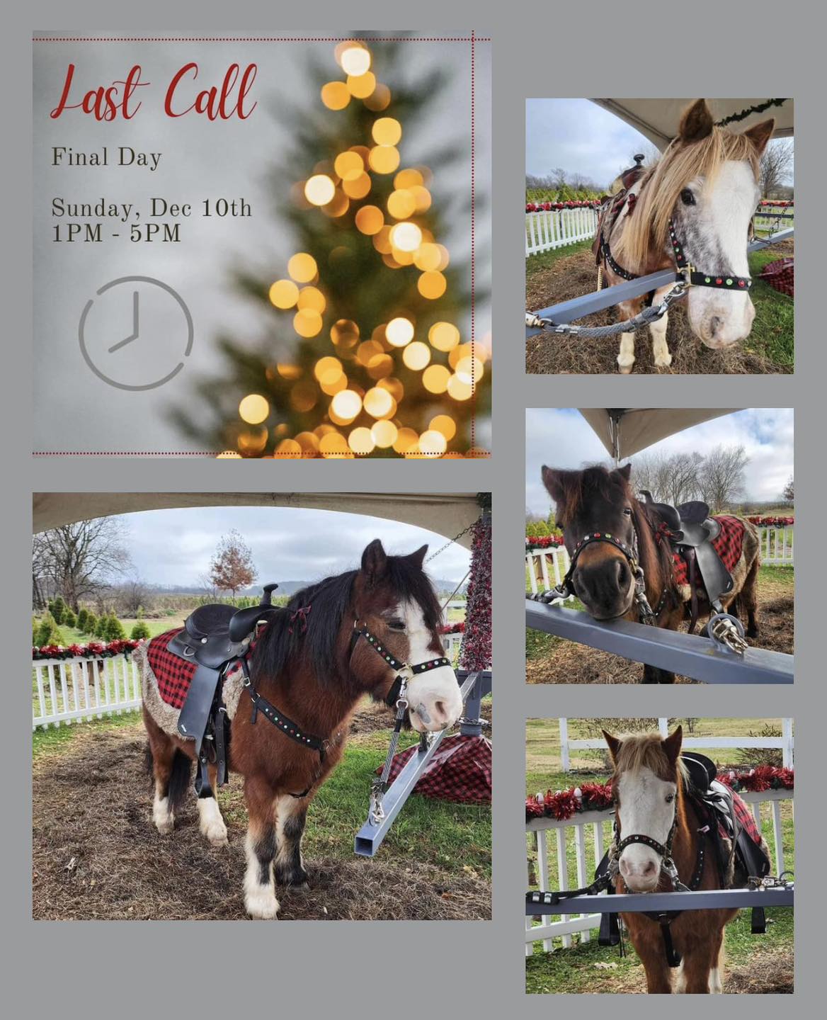 Wonderland Christmas Tree Farm | Pea Ridge AR