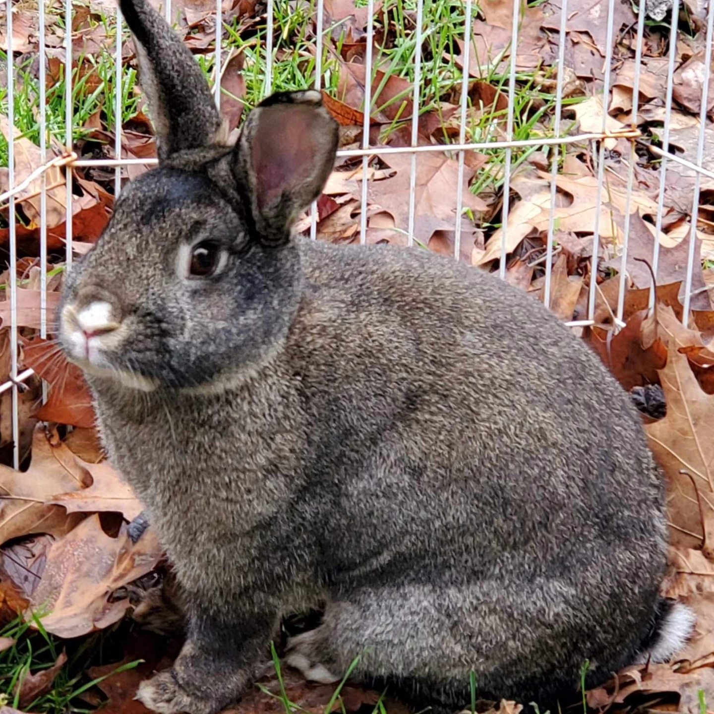 Windy Hill Croft Rabbitry | Sherwood OR