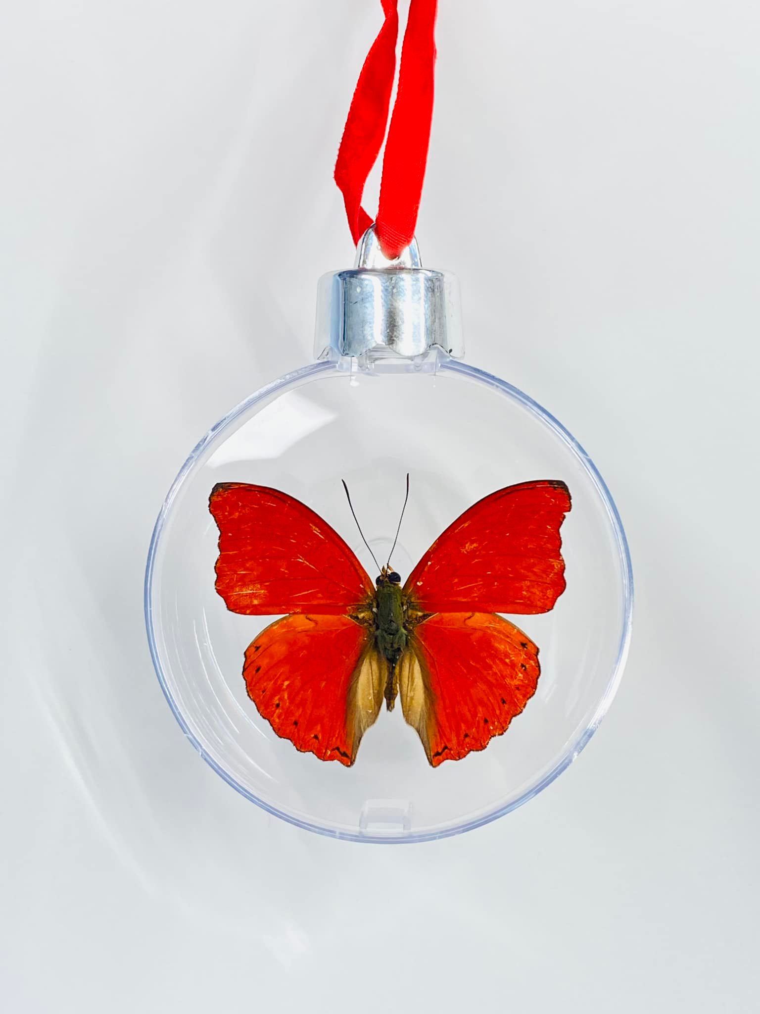Atelier Insecta