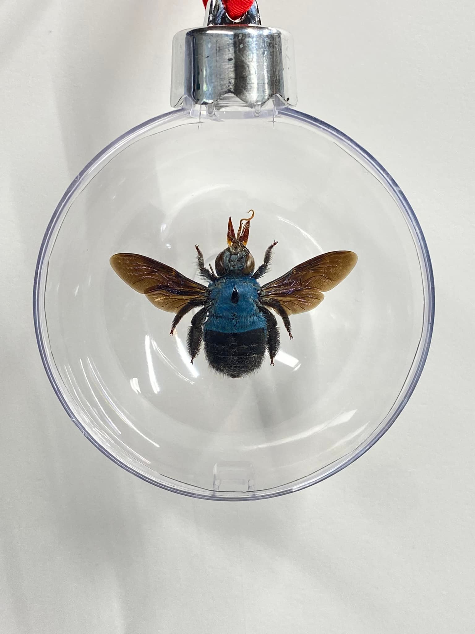 Atelier Insecta