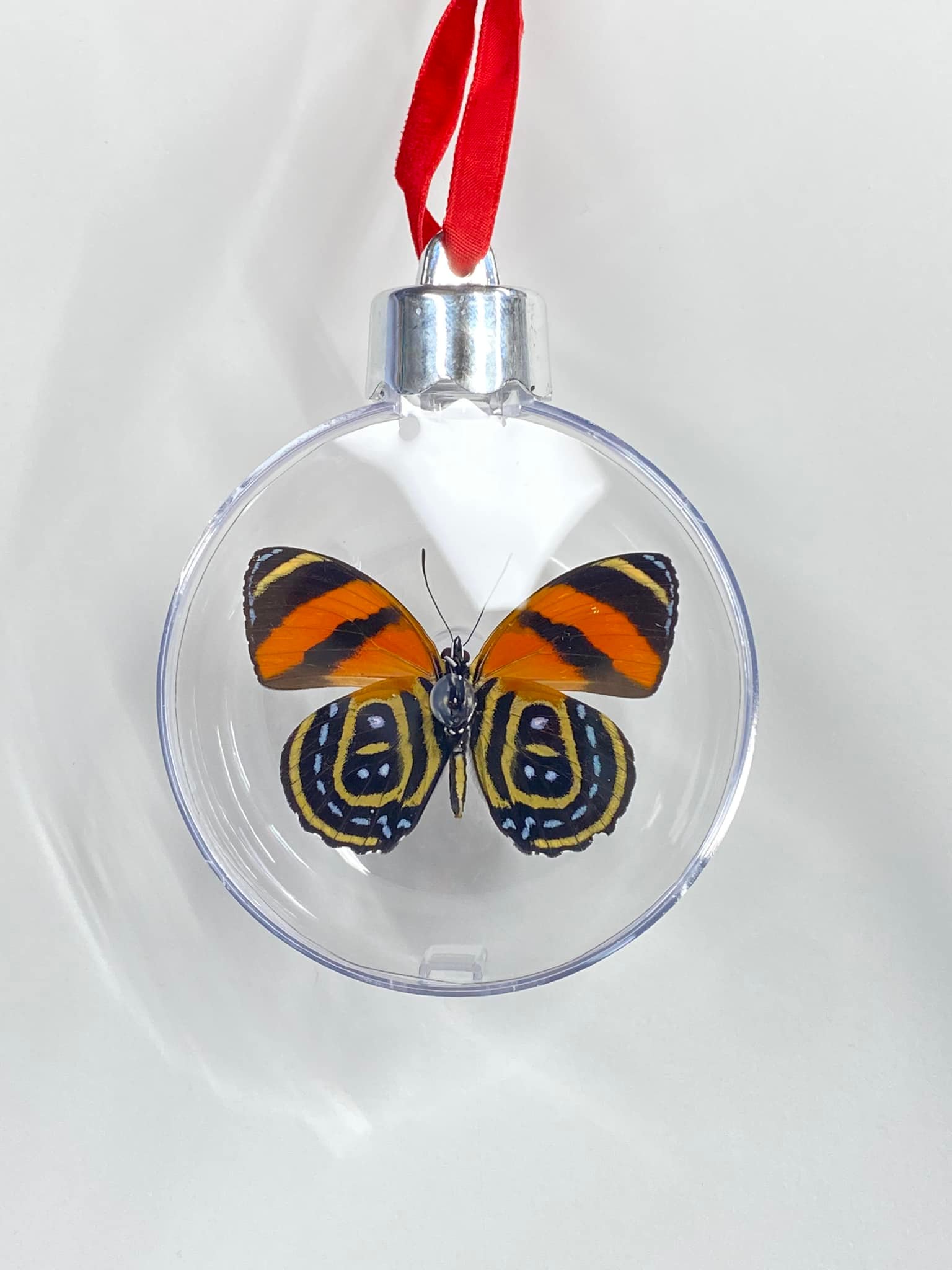 Atelier Insecta