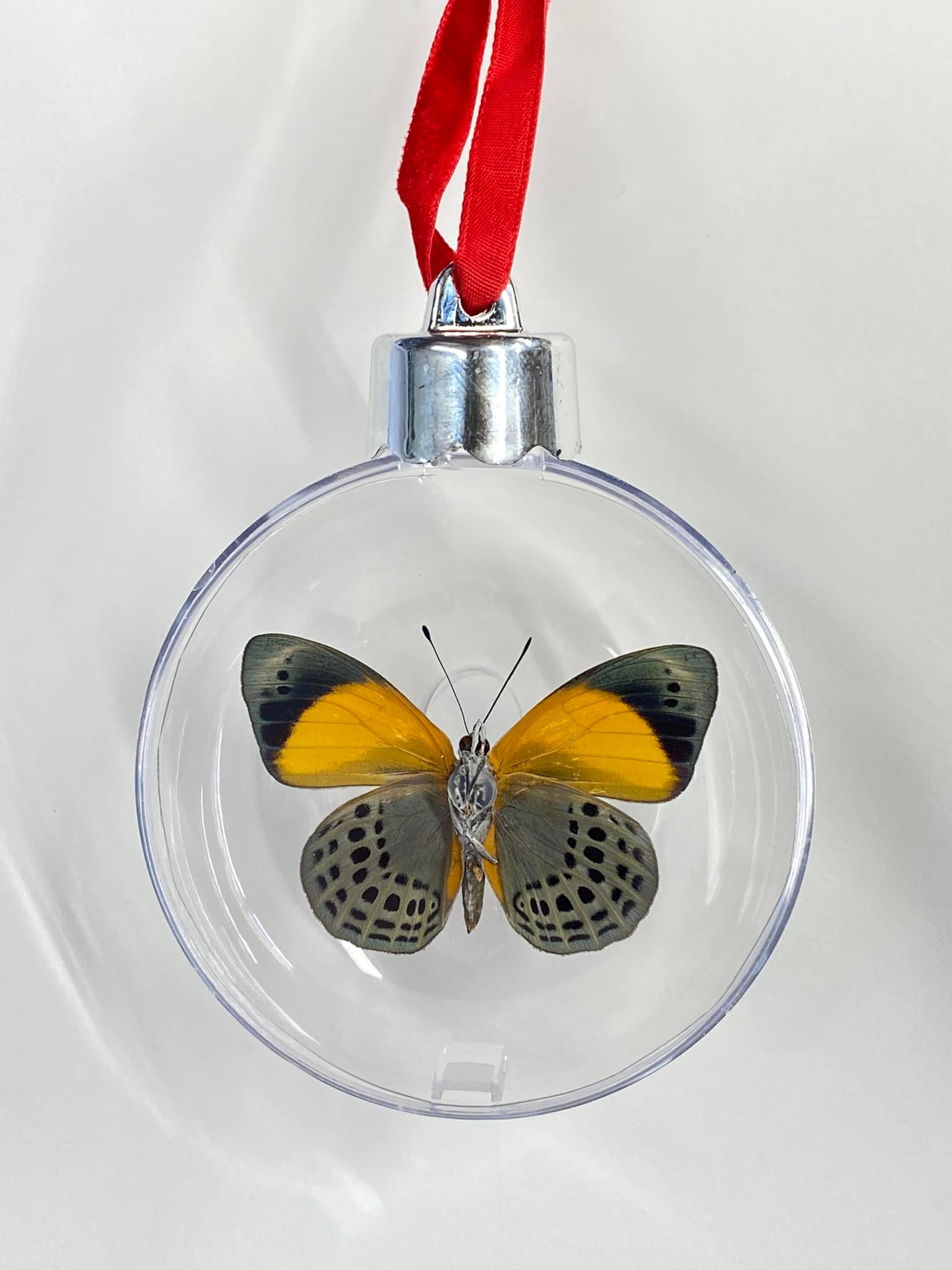 Atelier Insecta