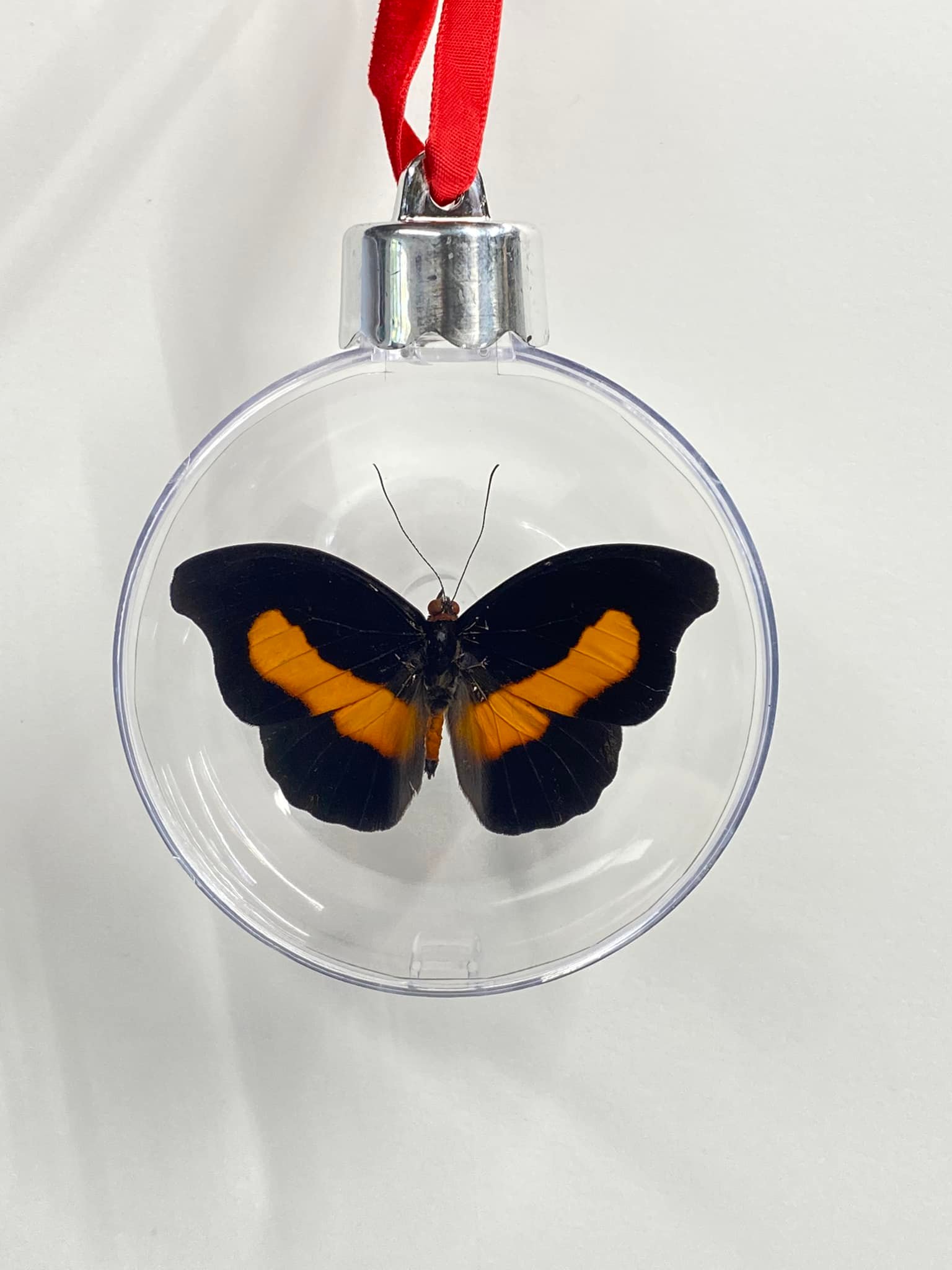 Atelier Insecta