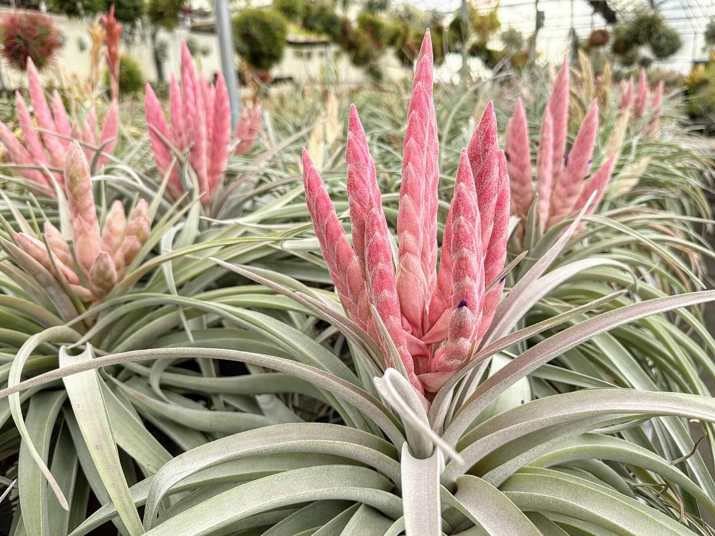 Tillandsia 'My Sweet Rose' x ehlersiana CYC #154