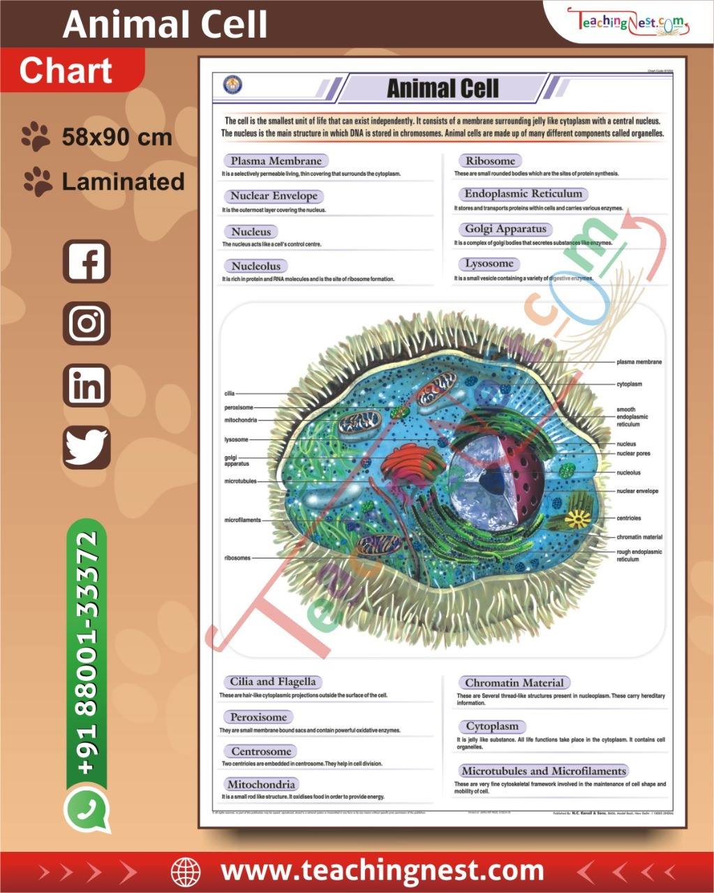 Teachingnest - Animal Cell Chart • Important animal cell... | Facebook