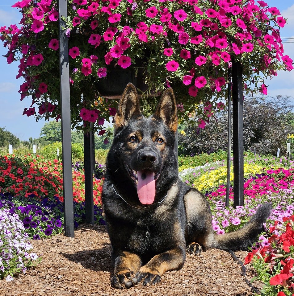 Litter Announcement: CONTACT... - Hena-C Kennel Webster,NH | Facebook