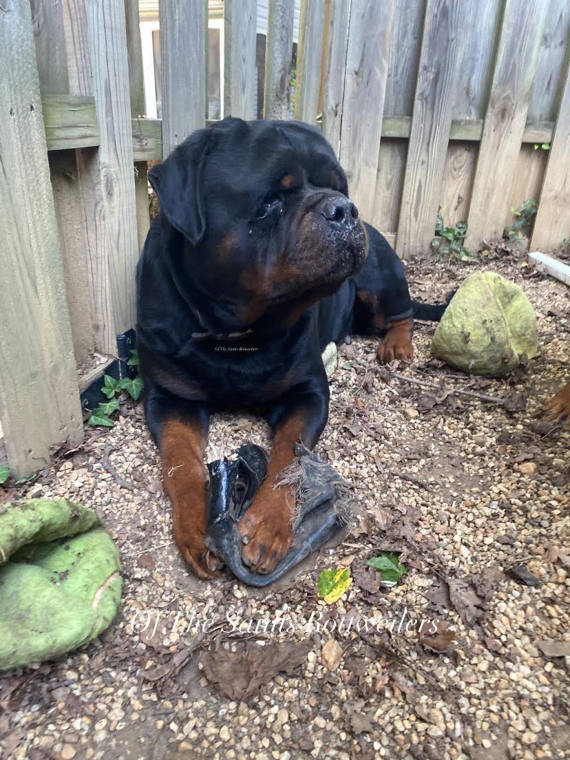 Rottweiler - Archer’s apparently reinacting “The Sandlot” movie with ...