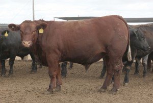 Dunbeacon Poll Shorthorns | Upper Horton NSW