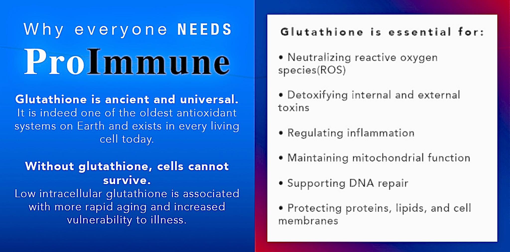 Best Immune Support | Rhinebeck NY