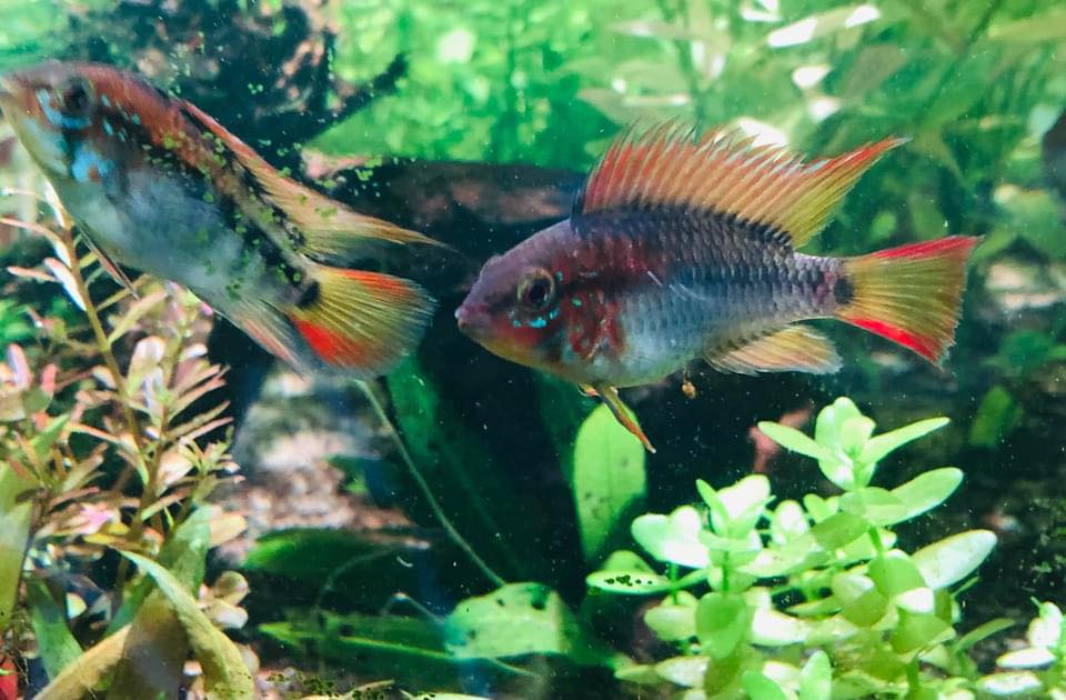 Aztec Aquarium | Eastwood SA