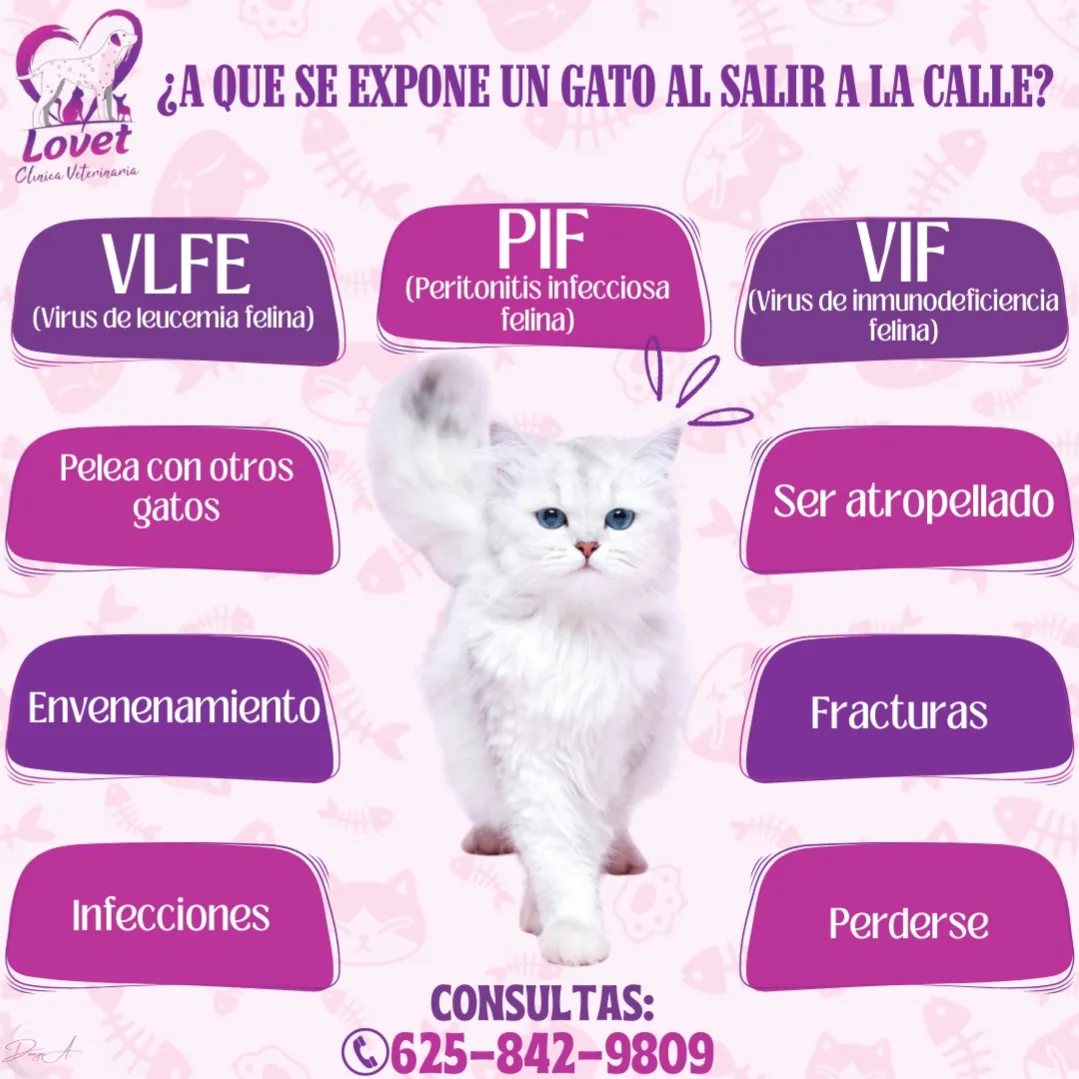 Lovet - 🐈¿A QUE SE EXPONE UN GATO AL SALIR A LA CALLE?🐈 🎀🐾VLFE(Virus de ...