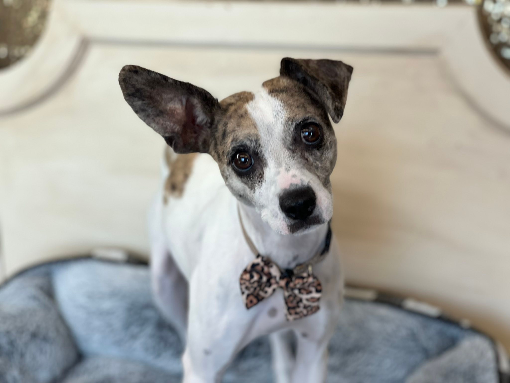Saving... - Saving shelter animals in/near Solano county