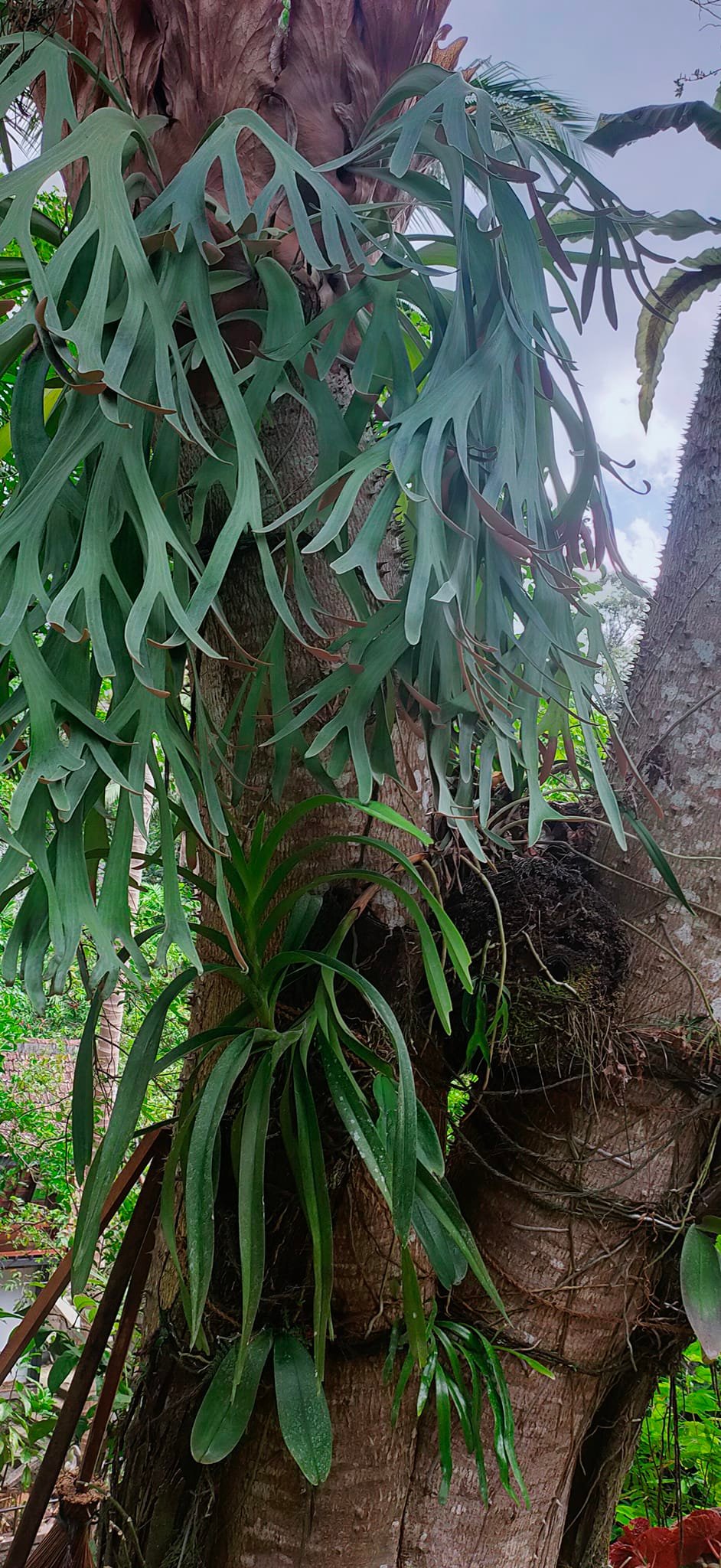 Identifying platycerium hillii and bifurcatum