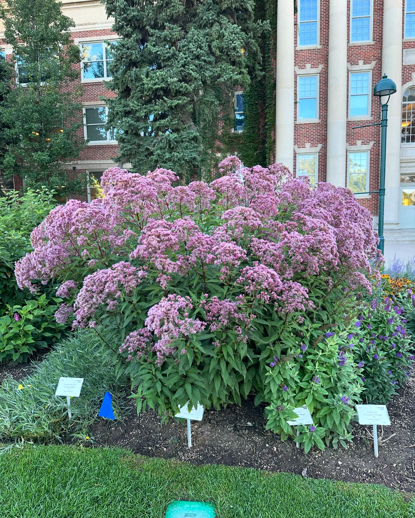 CSU Flower Trial Garden | Fort Collins CO