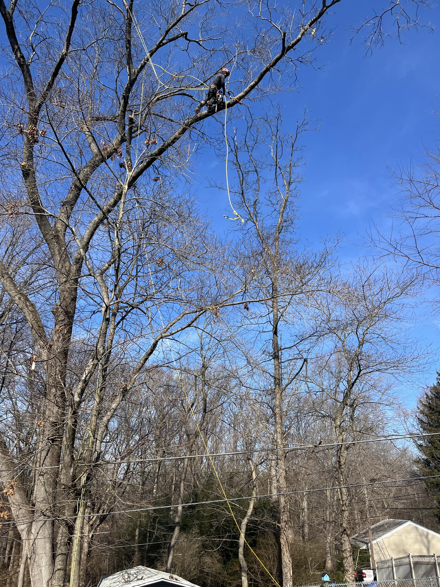 CPL Tree