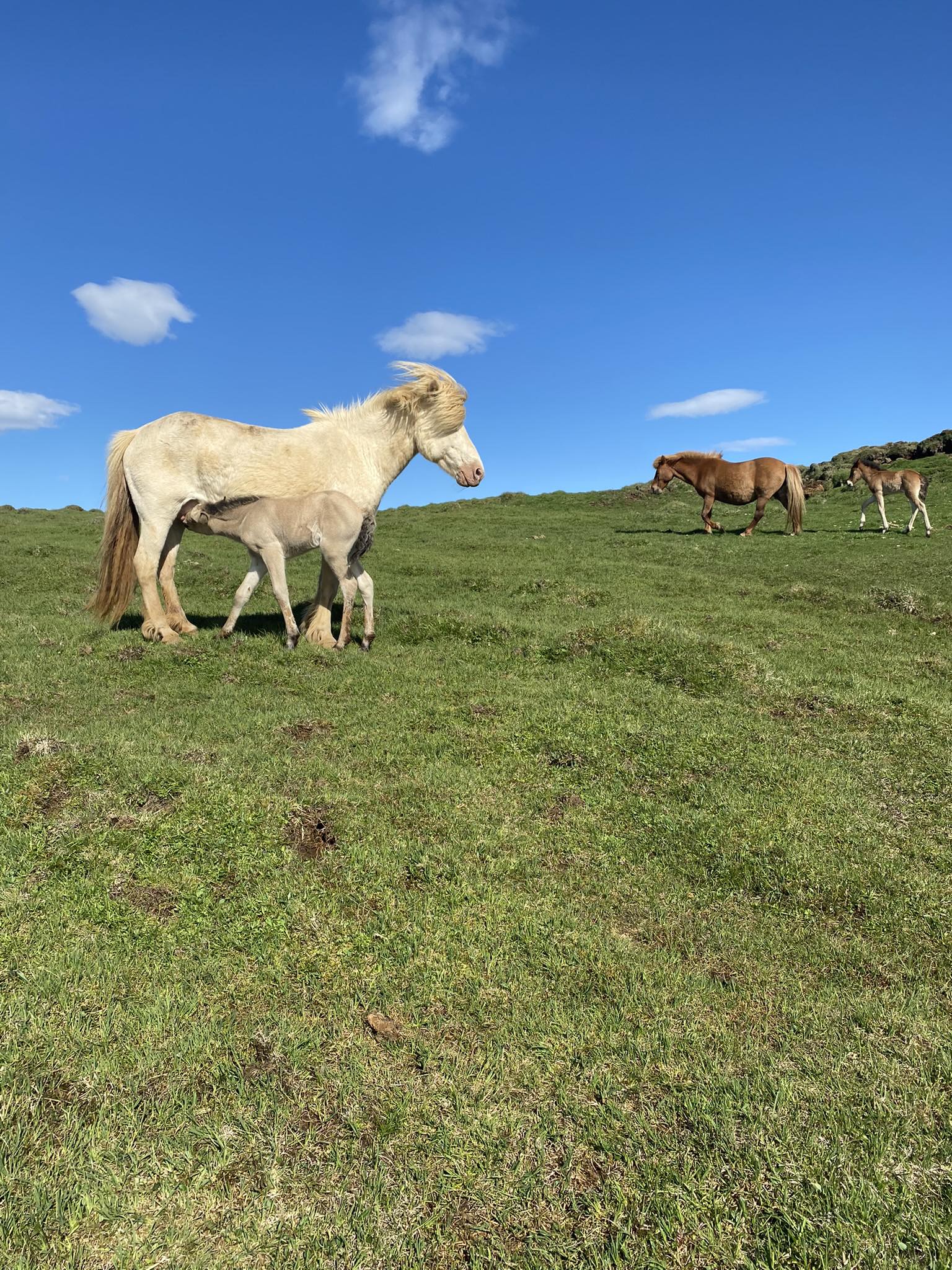 Kotalamb | Selfoss