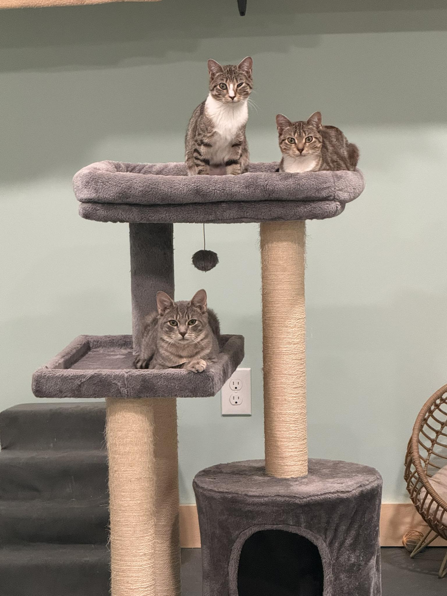 Curated visual reference: The Messenger Community Cat Room Rules To Keep Our Cats Photo Inspiration