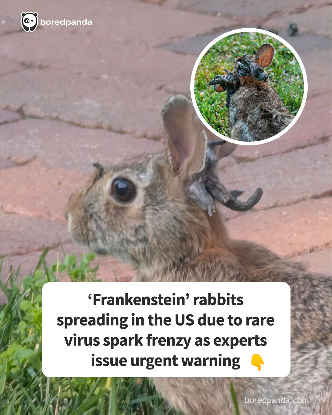 Crafty School - ‘Frankenstein’ rabbits spreading in the US... | Facebook