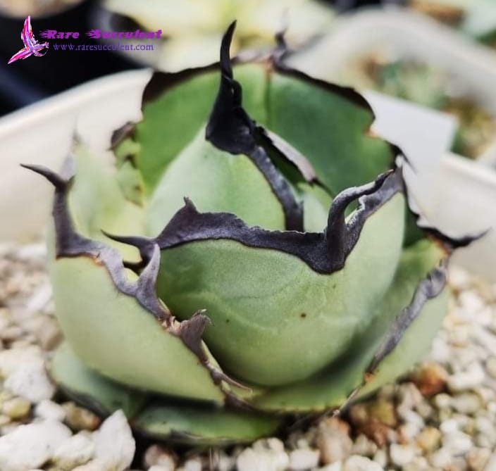 Agave titanota Juggernaut Black spine www.raresucculent.com