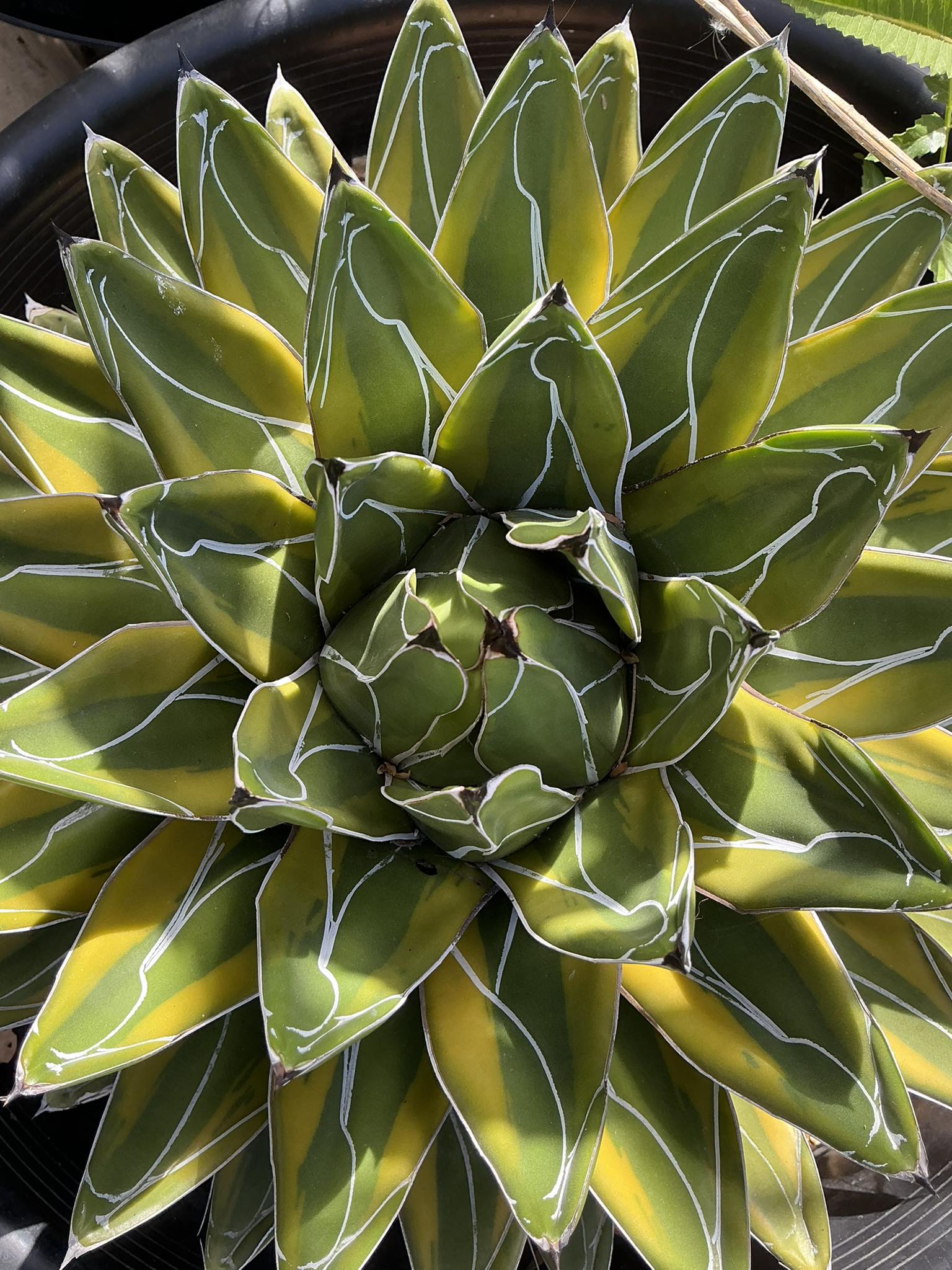 アガベ マクロアカンサ ゴールデンフィンガー 'Golden finger' Agave