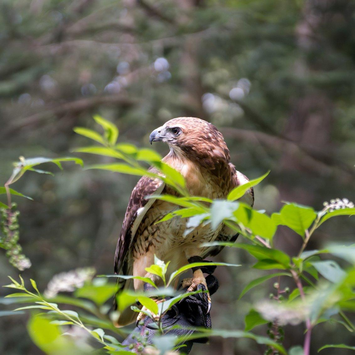 Did you know Zena, our HappiNest... - HappiNest Raptor Rescue | Facebook