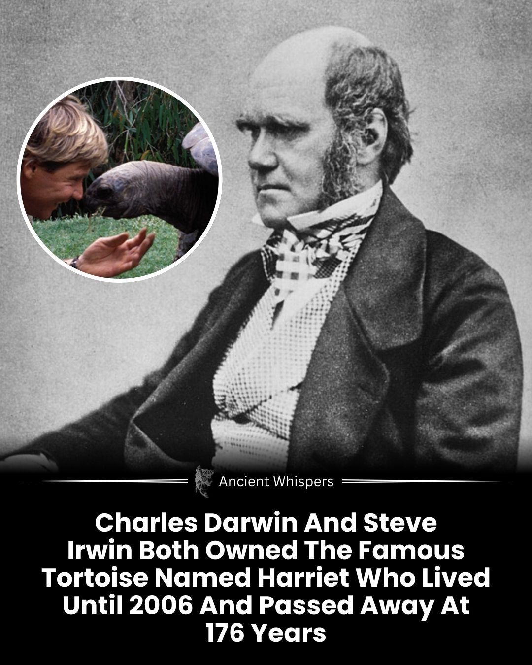 Ancient - Harriet, a giant Galápagos tortoise, became a living link ...