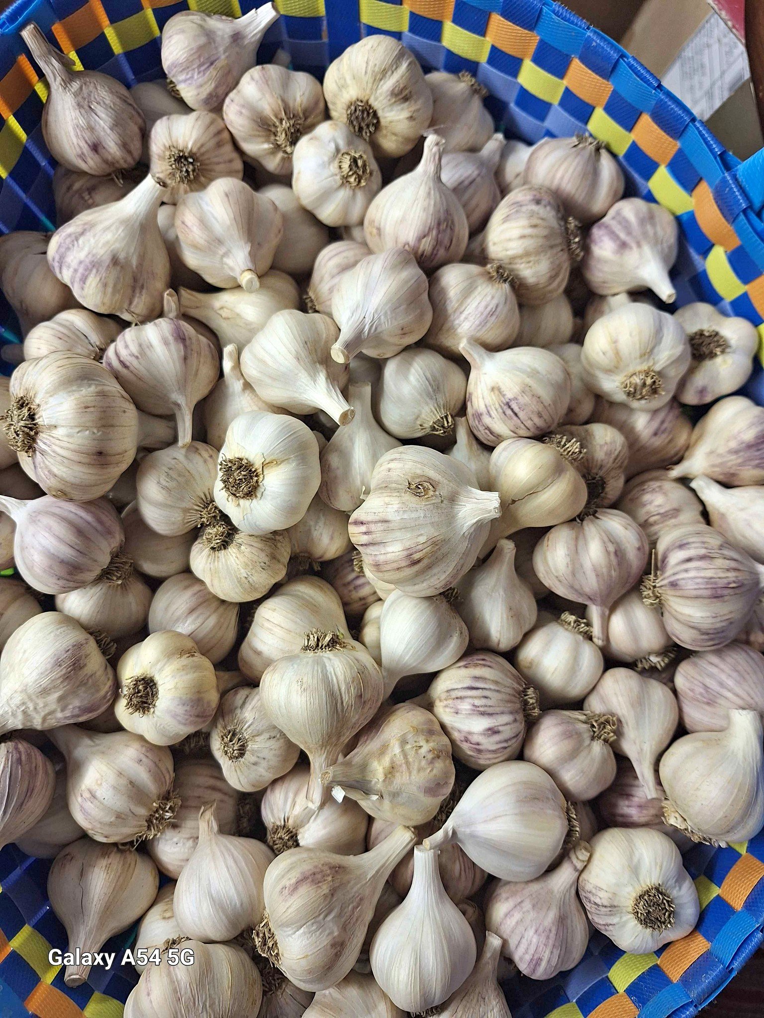 LOCAL GARLIC - Food - Saegertown, Pennsylvania | Facebook Marketplace ...