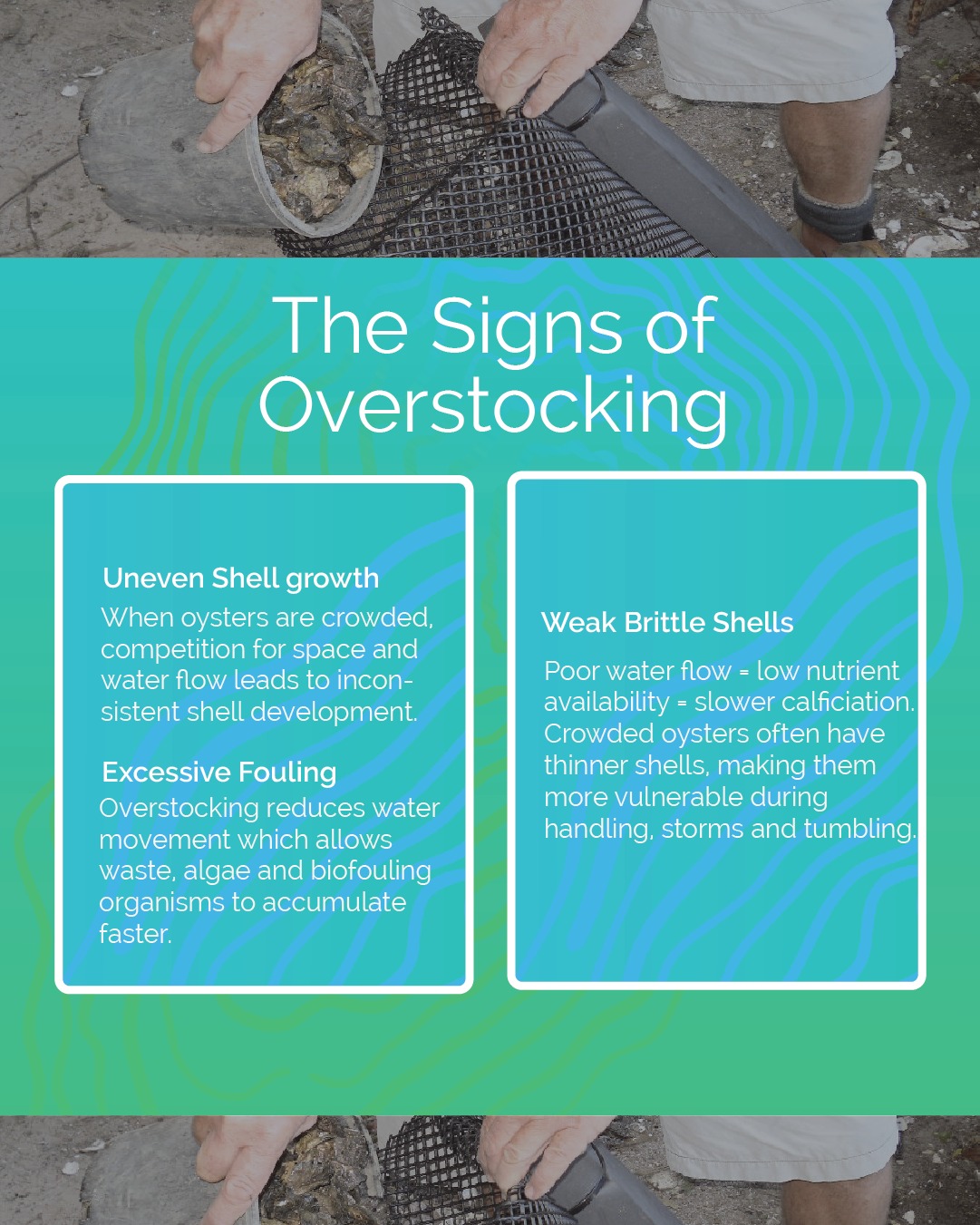 Submürge Sustainable Oyster Farming | Havelock NC