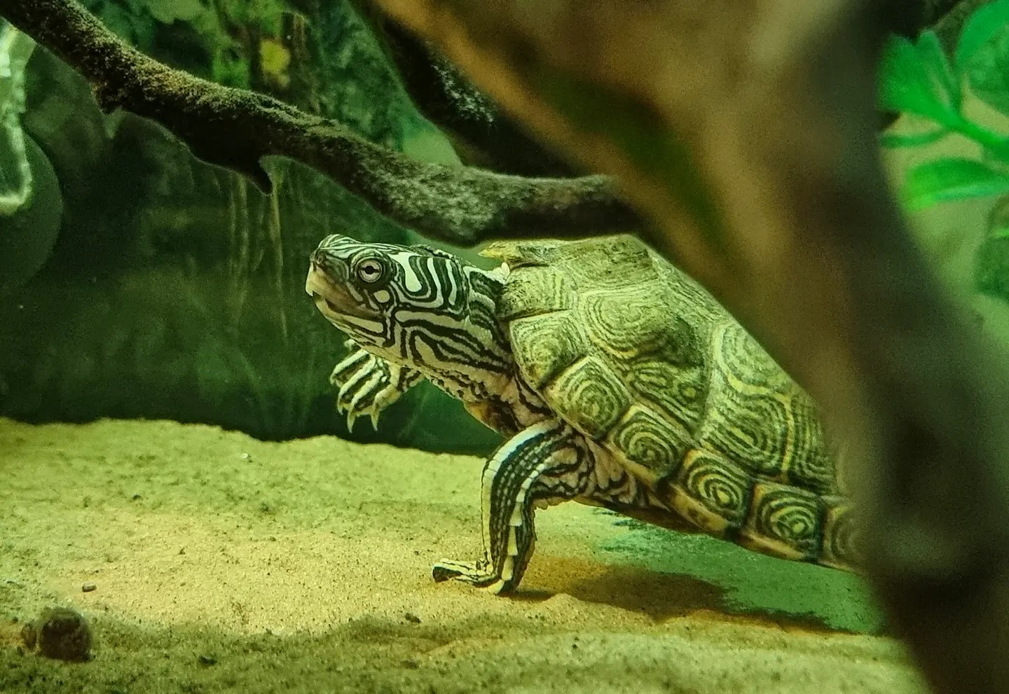 Dudleys - The Cagle's Map Turtle, Graptemys caglei. This is the rarest ...
