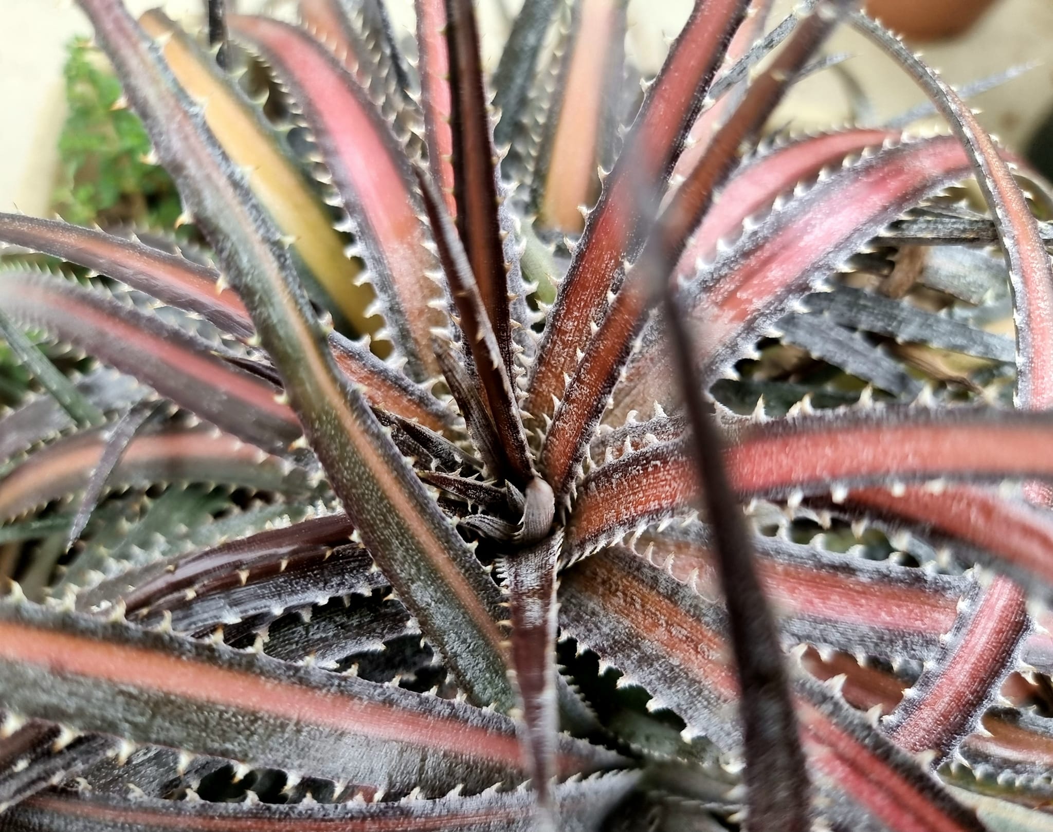 Dyckia (Ari x Bs) x Dowsonii (variegated) and Dyckia .Dakota