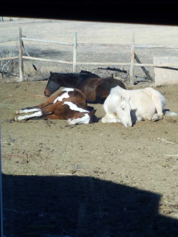 C Bar K Ranch