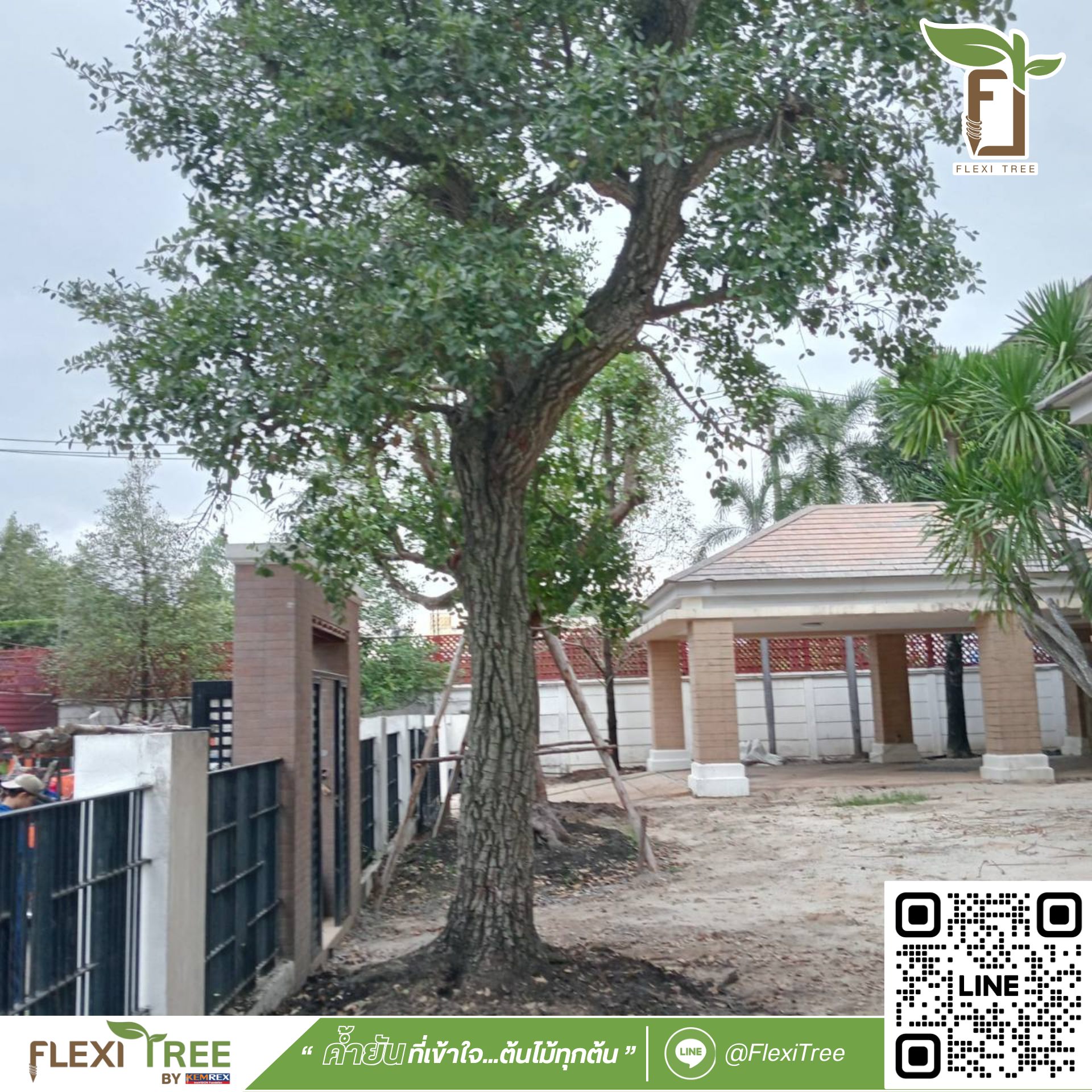FlexiTree - หลายคนอาจกังวลว่าต้นไม้ขนาดกลางจะยืนต้นมั่นคงได้แค่ไหน โดย ...