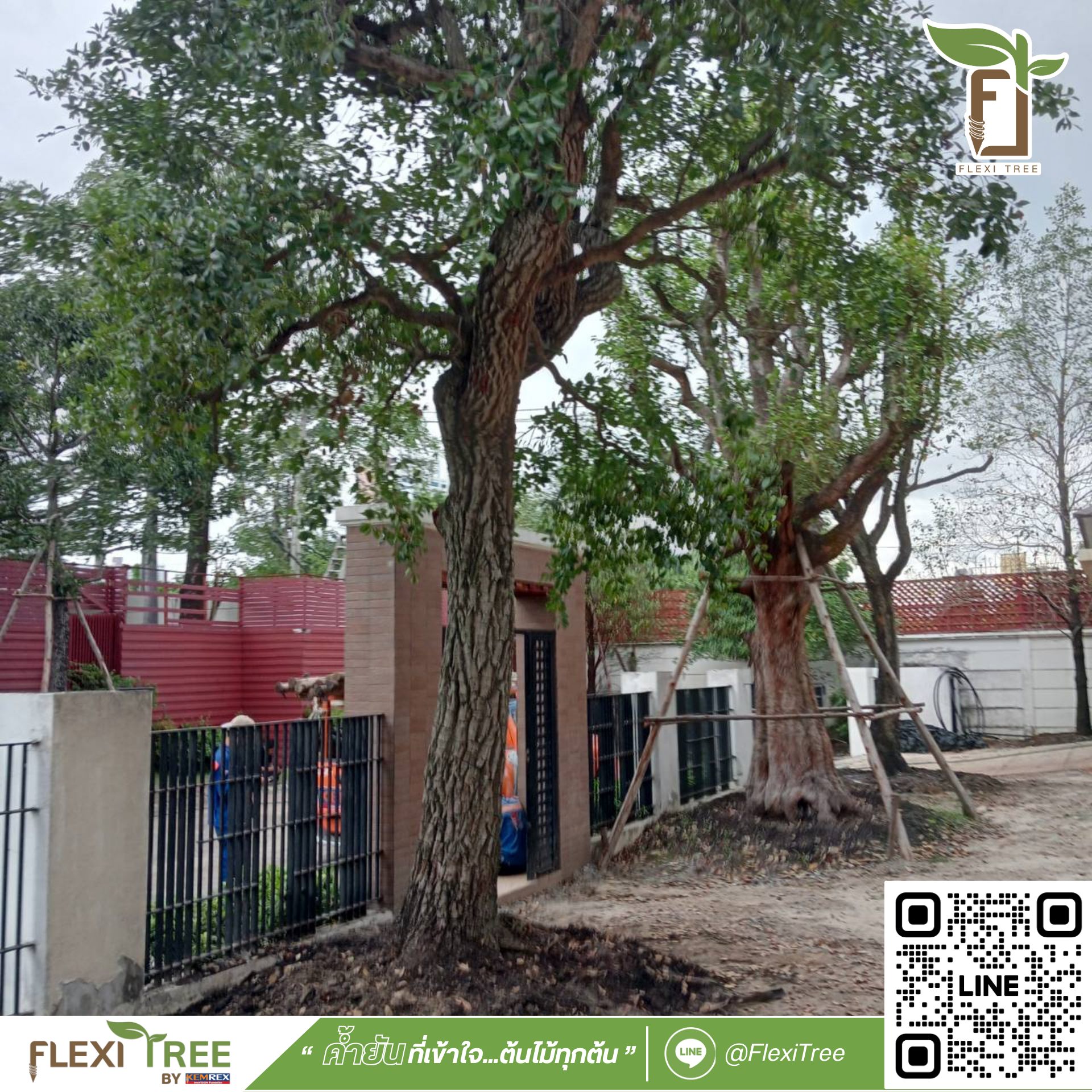FlexiTree - หลายคนอาจกังวลว่าต้นไม้ขนาดกลางจะยืนต้นมั่นคงได้แค่ไหน โดย ...