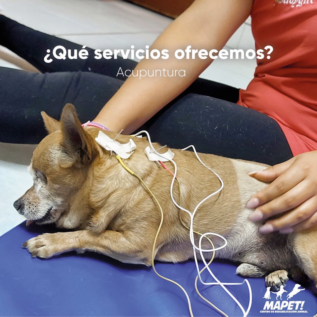 Tenemos... - Mapet Centro de Rehabilitación animal León Gto | Facebook