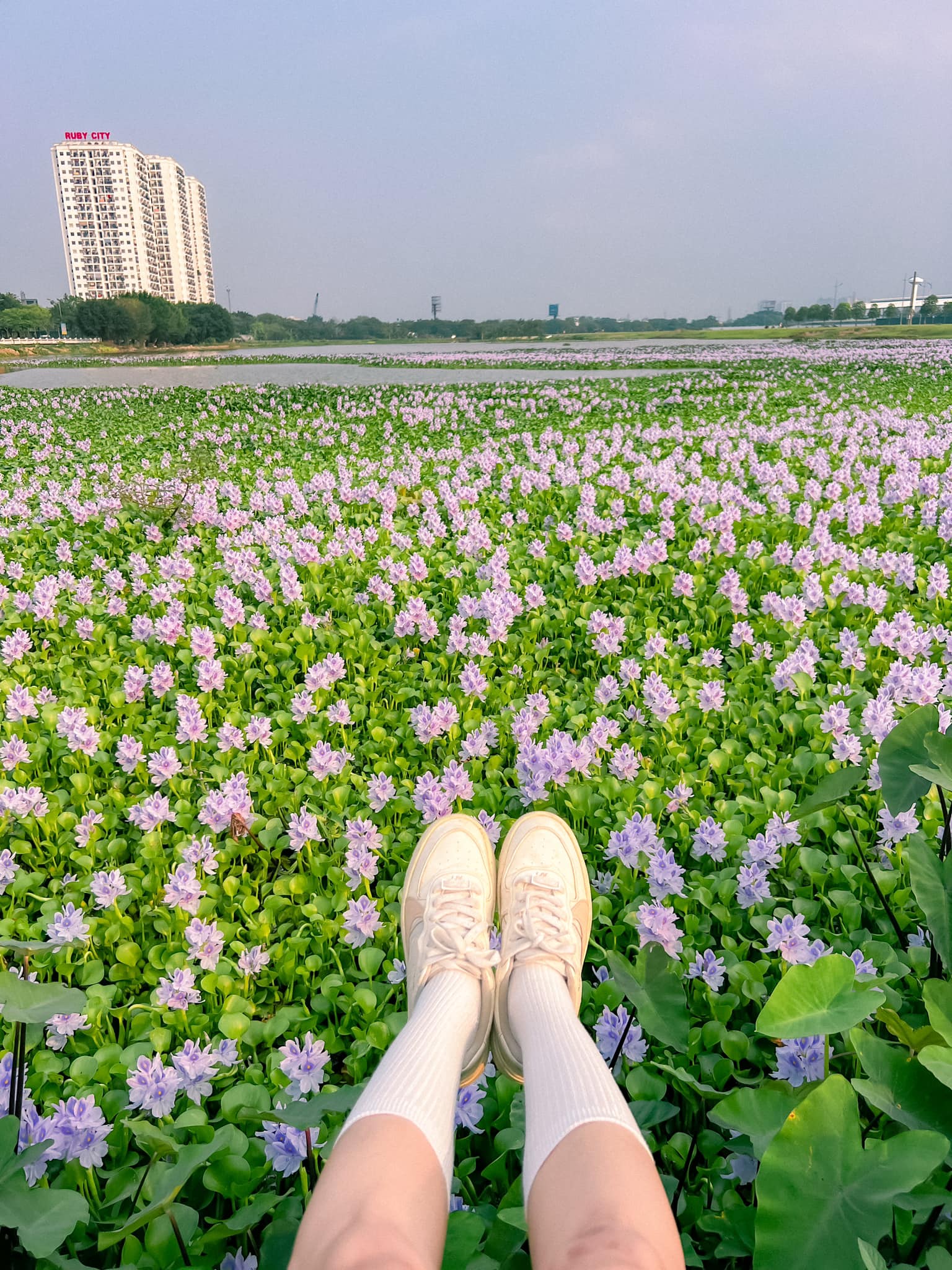 🌸 CHỤP ẢNH THẢ DIỀU CỰC CHILL TẠI CÁNH... - Check in Vietnam | Facebook