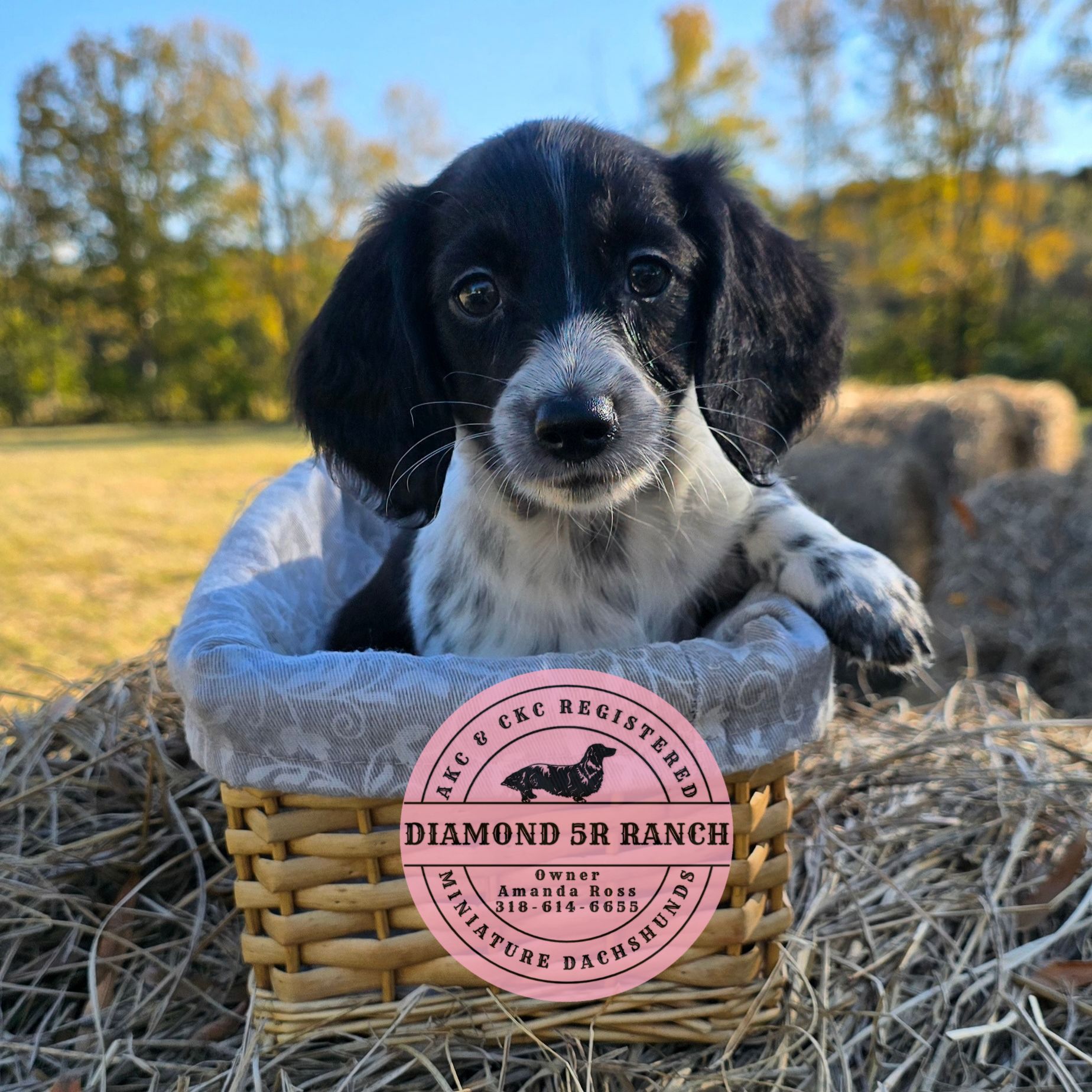 🏞 CRANBERRY is... - Diamond 5R Ranch Miniature Dachshunds | Facebook