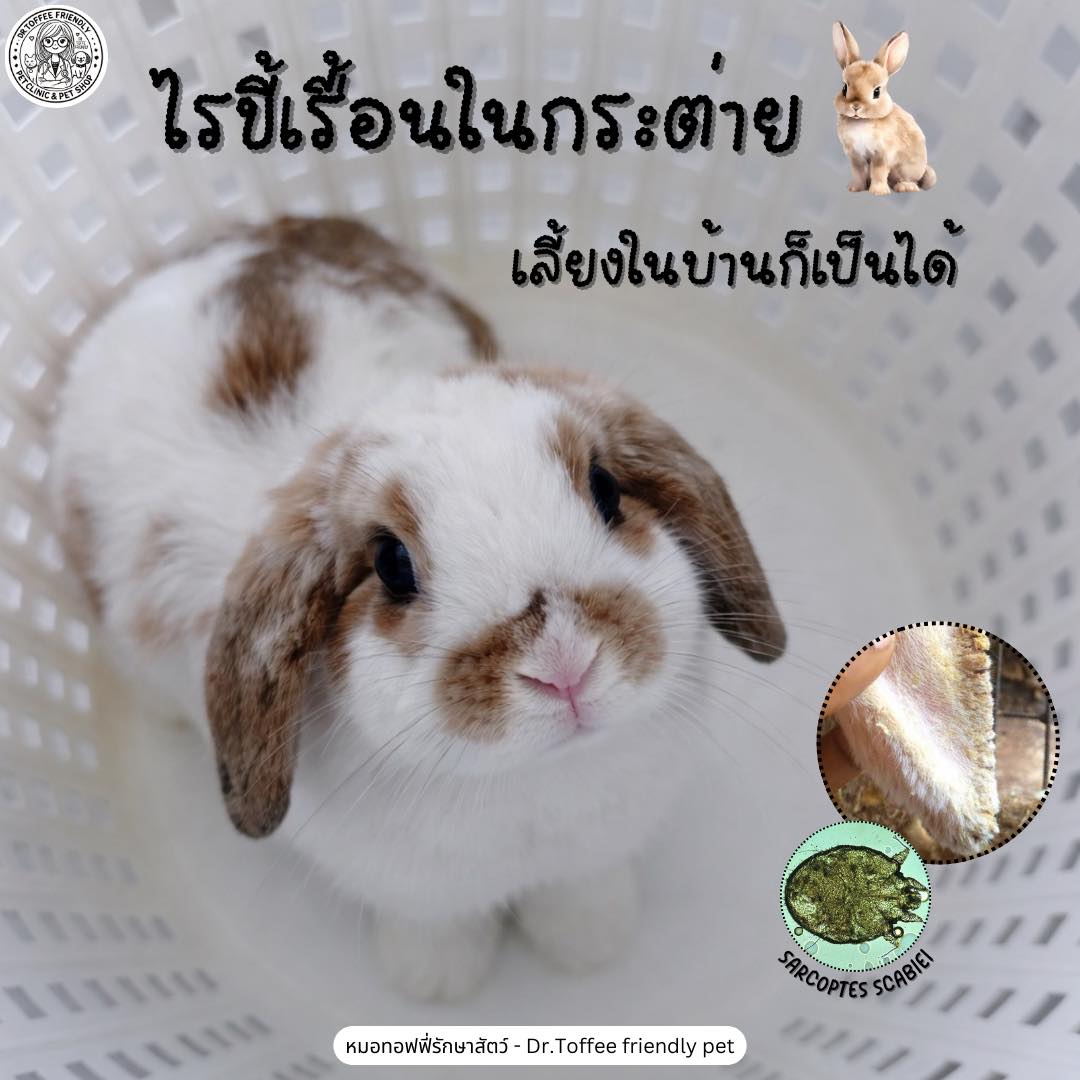 หมอทอฟฟี่รักษาสัตว์ - Dr.Toffee Friendly Pet | Amnat Charoen