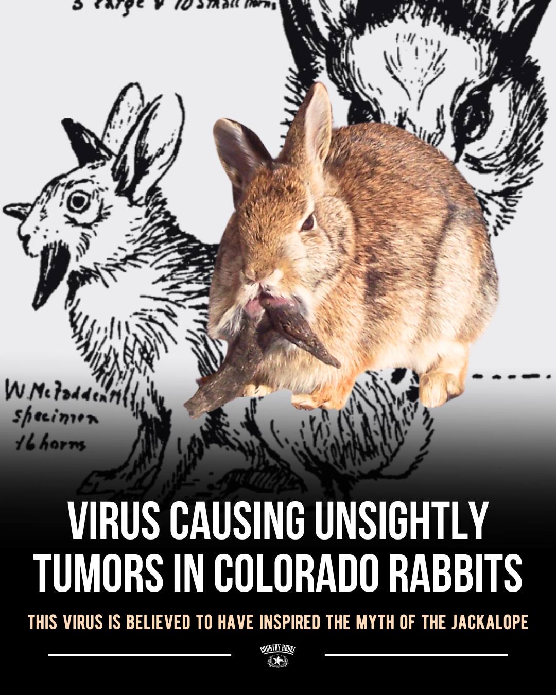 Classic - The jackalope is a myth of the American frontier, but it may ...