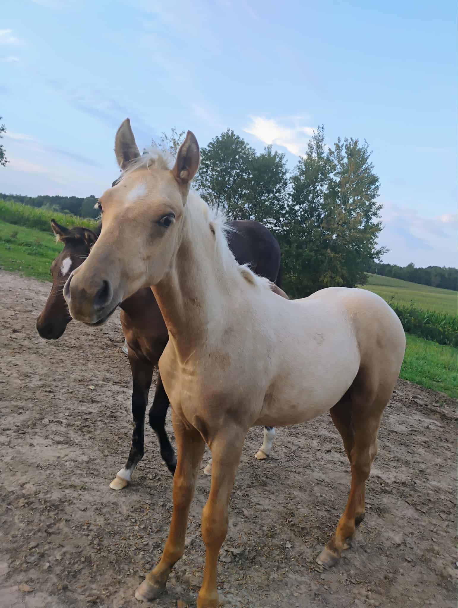 Red Oak Ranch Quarter... - Red Oak Ranch Quarter Horses
