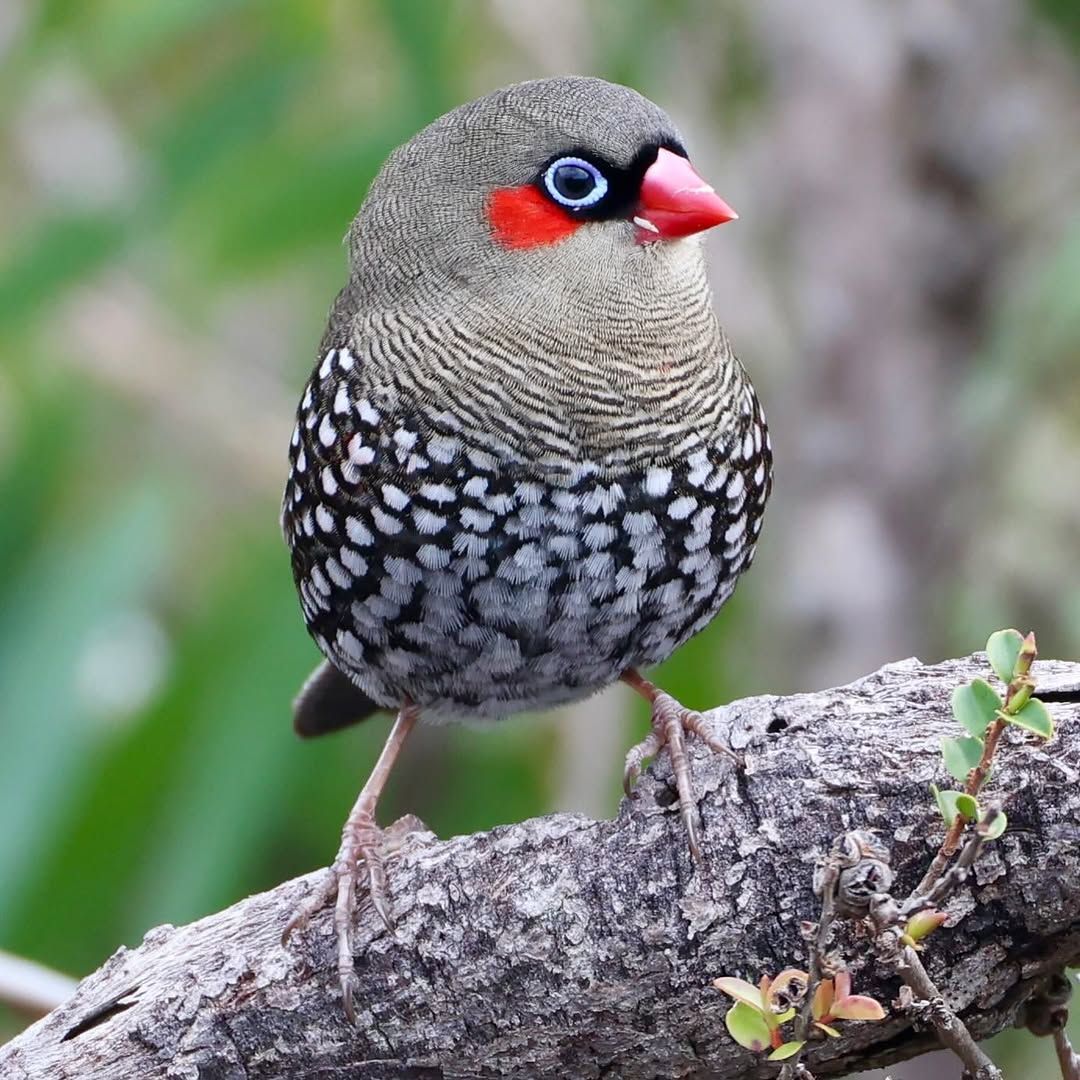 Beautiful - Red-eared Firetail. The red-eared firetail (Stagonopleura ...