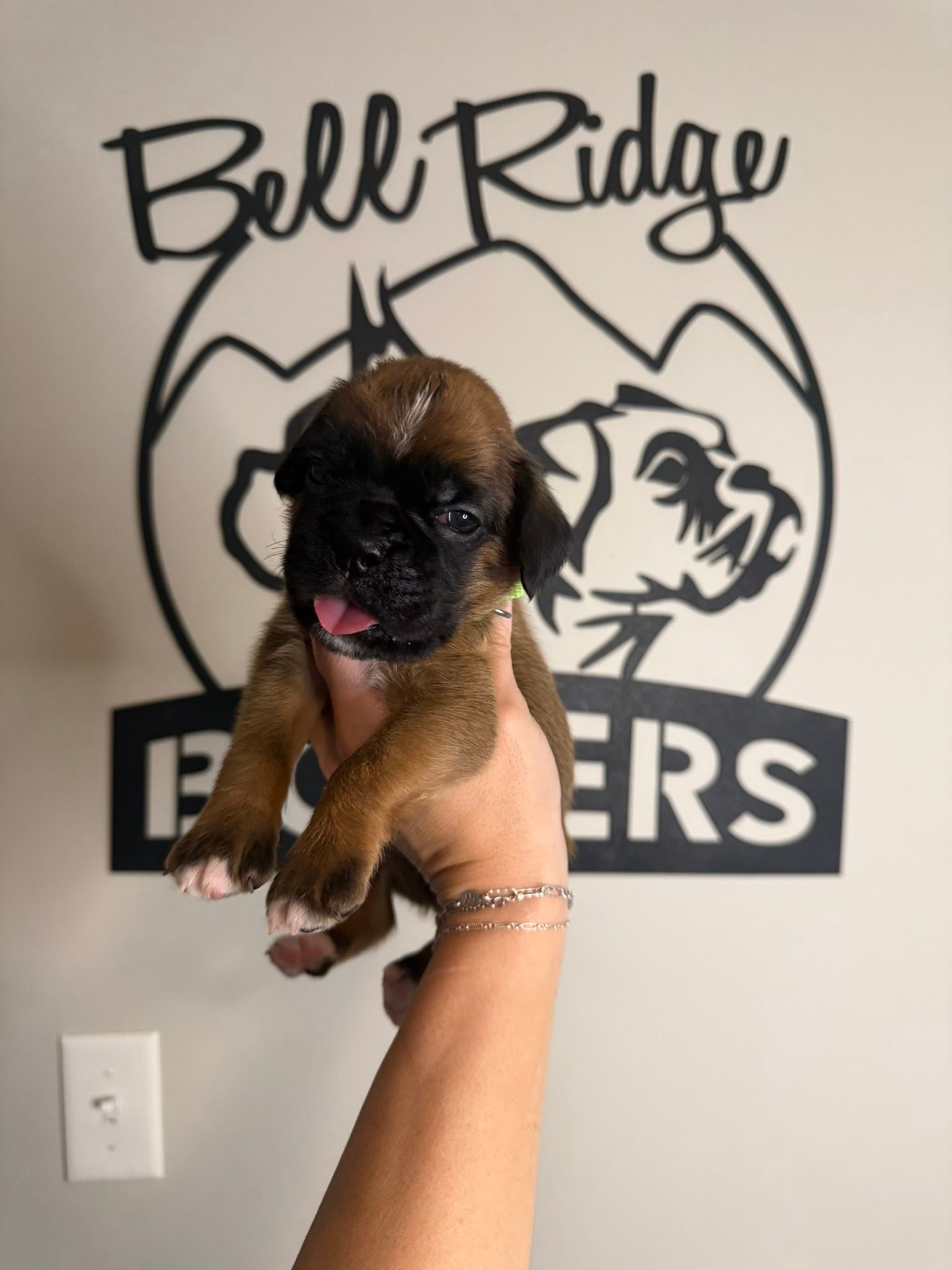 BellRidge Boxers added a new photo. - BellRidge Boxers