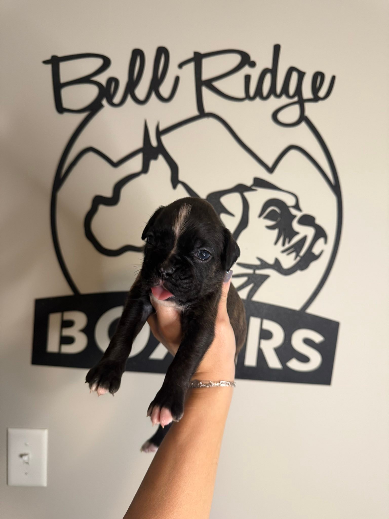 BellRidge Boxers added a new photo. - BellRidge Boxers