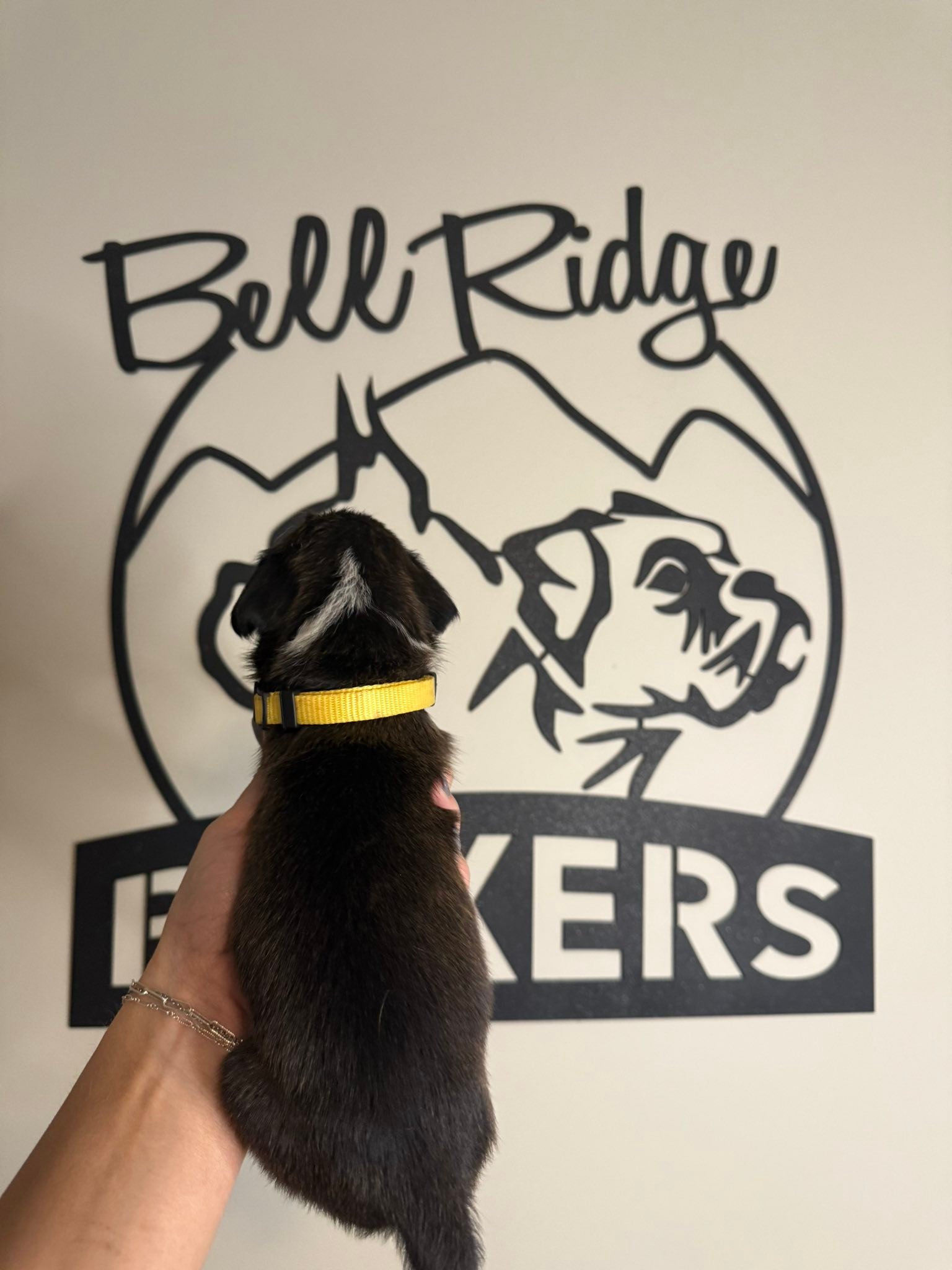 BellRidge Boxers added a new photo. - BellRidge Boxers