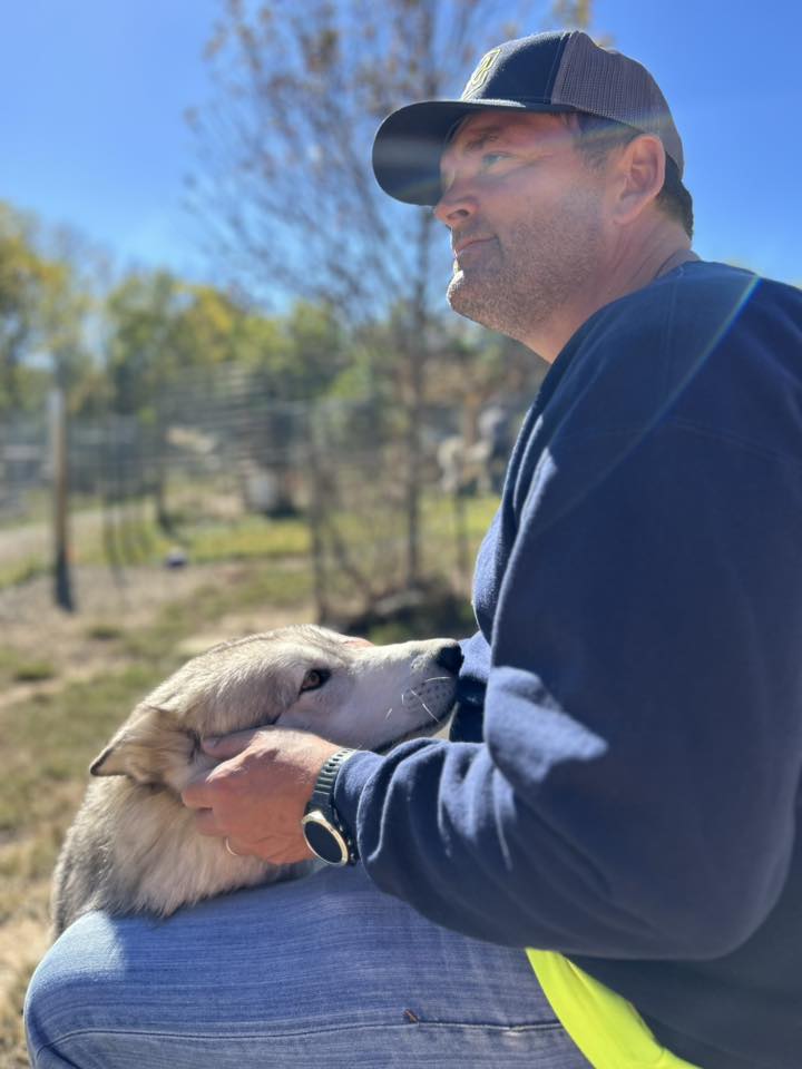 Red... - Red Riding Hood Rescue Project - a wolfdog rescue